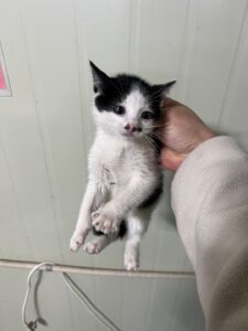 부산동물보호센터에서 보호중인 유기된 고양이입니다.