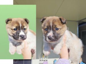 (사)영일동물플러스에서 02월 21일 발견해서 보호하고 있는 강아지 정보입니다.