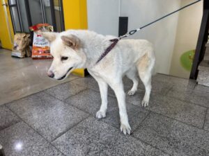 대구시수의사회(동인)에서 02월 21일 발견해서 보호하고 있는 강아지 정보입니다.