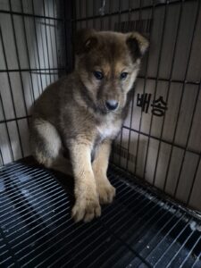 우리동물병원에서 02월 21일 발견해서 보호하고 있는 강아지 정보안내.