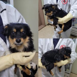 당진시동물보호소에서 02월 22일 발견해서 보호하고 있는 강아지 정보입니다.