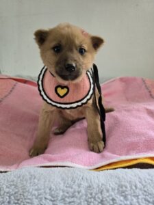 밀양시 동물보호센터에서 02월 22일 발견해서 보호하고 있는 강아지 정보안내.