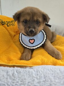 밀양시 동물보호센터에서 02월 22일 발견해서 보호하고 있는 강아지 정보안내.