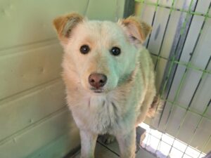 (사)영일동물플러스에서 02월 22일 발견해서 보호하고 있는 강아지 정보안내.