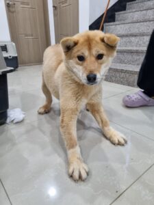 반려동물보호센터에서 보호중인 유기된 강아지소개합니다.