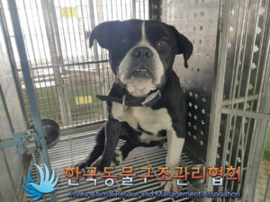 한국동물구조관리협회에서 02월 21일 발견해서 보호하고 있는 강아지 정보안내.
