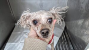 광주동물보호센터에서 보호하고 있는 유기된 강아지안내합니다.