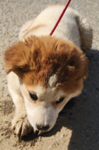 공주시 동물보호센터에서 보호하고 있는 유기된 강아지소개합니다.