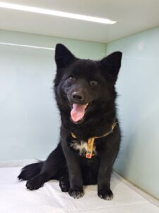 사랑동물병원에서 02월 22일 발견해서 보호하고 있는 강아지 정보안내.