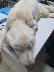 최종주동물병원에서 보호중인 유기된 강아지안내합니다.
