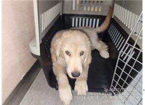 대전동물보호센터에서 02월 22일 발견해서 보호하고 있는 강아지 정보.