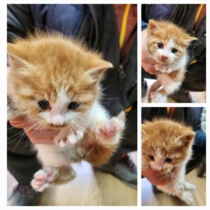 종합축산에서 보호하고 있는 유기된 고양이소개합니다.