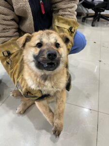 반려동물보호센터에서 02월 23일 발견해서 보호하고 있는 강아지 정보.