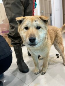 반려동물보호센터에서 보호중인 유기된 강아지안내드립니다.