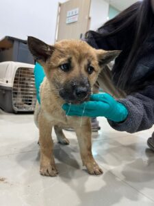 반려동물보호센터에서 보호중인 유기된 강아지입니다.