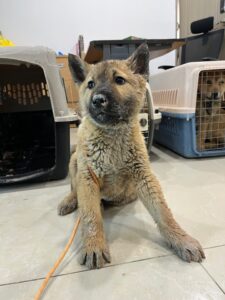 반려동물보호센터에서 02월 23일 발견해서 보호하고 있는 강아지 정보.