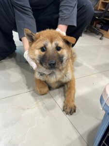 반려동물보호센터에서 02월 23일 발견해서 보호하고 있는 강아지 정보.