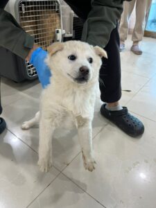 반려동물보호센터에서 보호중인 유기된 강아지입니다.