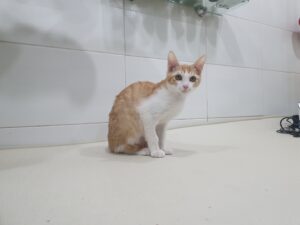 제니스동물병원에서 02월 23일 발견해서 보호하고 있는 고양이 정보입니다.