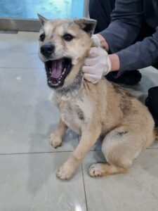 반려동물보호센터에서 02월 23일 발견해서 보호하고 있는 강아지 정보.