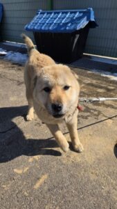 반려동물보호센터에서 보호하고 있는 유기된 강아지안내.