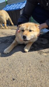 반려동물보호센터에서 보호하고 있는 유기된 강아지입니다.