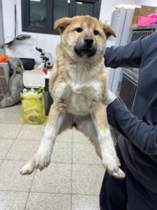 반려동물보호센터에서 02월 23일 발견해서 보호하고 있는 강아지 정보안내.