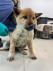 반려동물보호센터에서 02월 23일 발견해서 보호하고 있는 강아지 정보입니다.