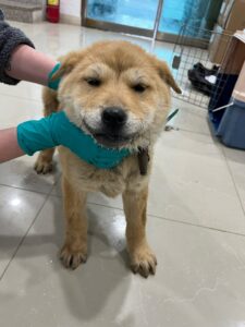 반려동물보호센터에서 보호하고 있는 유기된 강아지소개합니다.