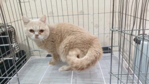 동부동물병원에서 보호하고 있는 유기된 고양이정보.