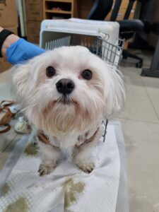 반려동물보호센터에서 02월 23일 발견해서 보호하고 있는 강아지 정보입니다.