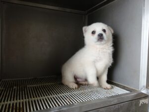 금왕동물병원에서 보호하고 있는 유기된 강아지소개합니다.