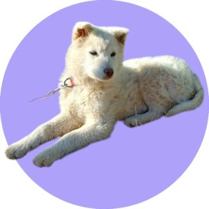 청도군동물보호센터에서 02월 24일 발견해서 보호하고 있는 강아지 정보안내.