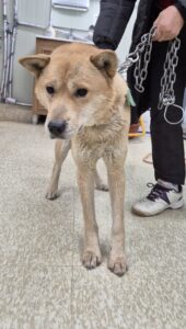 남양주시동물보호센터에서 02월 24일 발견해서 보호하고 있는 강아지 정보입니다.
