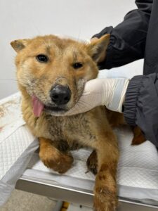 반려동물보호센터에서 보호하고 있는 유기된 강아지입니다.