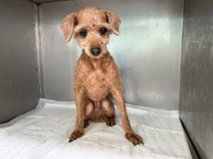 광주동물보호센터에서 02월 25일 발견해서 보호하고 있는 강아지 정보.