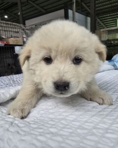 정읍시 동물보호소에서 보호중인 유기된 강아지안내.