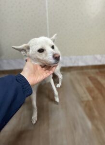 사천시 동물보호센터에서 보호중인 유기된 강아지소개합니다.