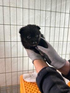 유기동물 삼호 보호소에서 보호하고 있는 유기된 강아지안내드립니다.