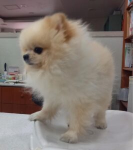 대구시수의사회(더펫)에서 02월 26일 발견해서 보호하고 있는 강아지 정보입니다.