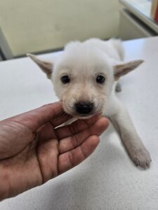아산동물복지지원센터에서 02월 26일 발견해서 보호하고 있는 강아지 정보.