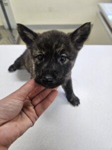 아산동물복지지원센터에서 02월 26일 발견해서 보호하고 있는 강아지 정보입니다.