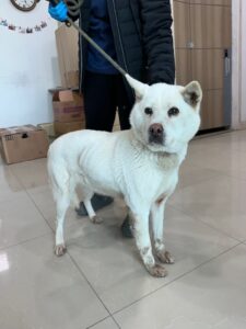 반려동물보호센터에서 보호중인 유기된 강아지소개합니다.