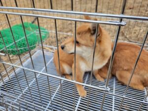 고양시동물보호센터에서 02월 26일 발견해서 보호하고 있는 강아지 정보안내.
