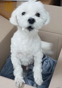 수원시 동물보호센터에서 보호중인 유기된 강아지입니다.