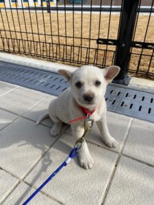 구미시 동물보호센터에서 02월 26일 발견해서 보호하고 있는 강아지 정보.