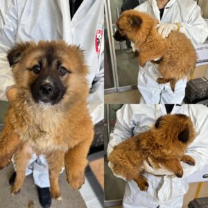 당진시동물보호소에서 보호하고 있는 유기된 강아지입니다.