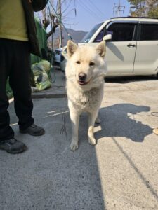 밀양시 동물보호센터에서 02월 27일 발견해서 보호하고 있는 강아지 정보.