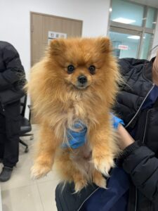 반려동물보호센터에서 보호하고 있는 유기된 강아지정보.