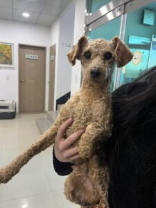 반려동물보호센터에서 02월 27일 발견해서 보호하고 있는 강아지 정보입니다.